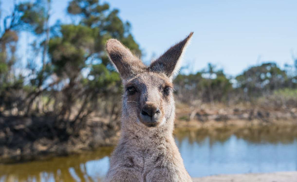 Kangaroo Valley Australia | Sydney Car Loans